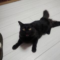おしゃべりな黒猫ちゃん − 福岡県