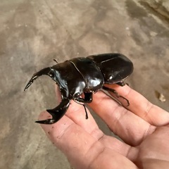 アンタエウスオオクワガタ ♂約85.5ミリ♀約50ミリ