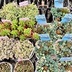 ランキングキーワードに紐づく投稿画像-多肉植物