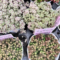 多肉植物　セダム　１５個セットの画像