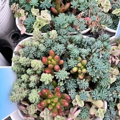 多肉植物　セダム　１５個セットの画像