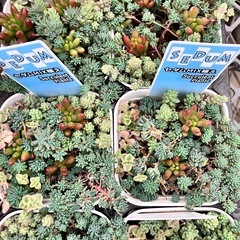 多肉植物　セダム　１５個セットの画像