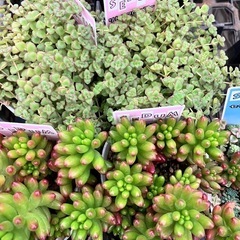 多肉植物　セダム　１５個セットの画像
