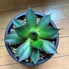 アガベ　ホリダ