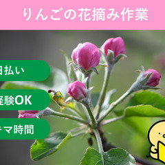 ＼日払い・1日OK！／シンプル作業！りんご花摘み