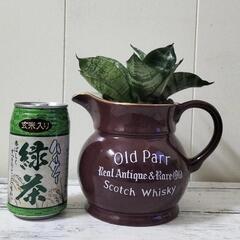 🌿サンスベリア✨ハイドロカルチャーで手間いらず🌿観葉植物の画像