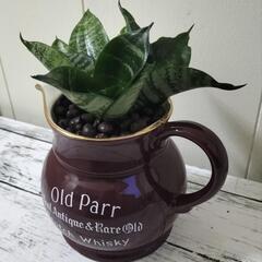 🌿サンスベリア✨ハイドロカルチャーで手間いらず🌿観葉植物の画像