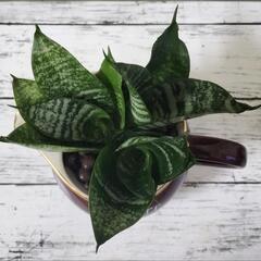 🌿サンスベリア✨ハイドロカルチャーで手間いらず🌿観葉植物の画像