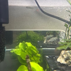 グラスブラッドフィン［1匹］熱帯魚（成体）の画像