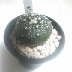 難有　兜丸　アストロフィツム　サボテン