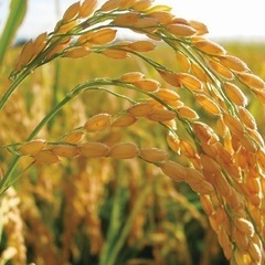 令和6年収穫　奈良県産ヒノヒカリ
