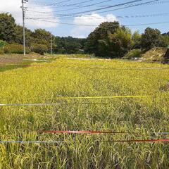 神奈川県秦野市で有機栽培をしています。