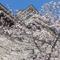 お花見会