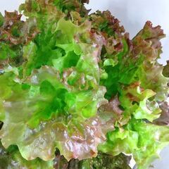 サニーレタス🌿100円野菜