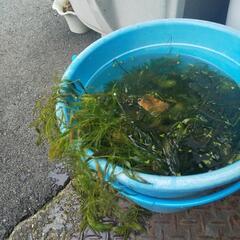 水草✌