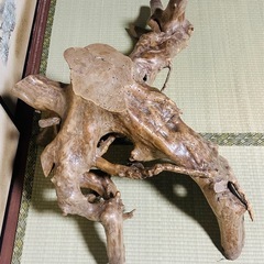【無料】立派な 流木・インテリア・天然木・アクアリウム の画像