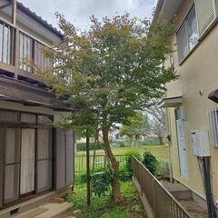 庭木の伐採請け負います。　伐採作業
