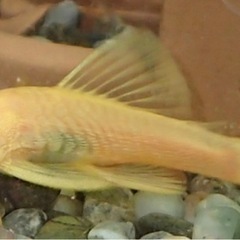 シクリッド色々トロフェウスドゥボイシーの画像