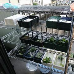 メダカ飼育用NVボックスとスチールラック。希望されるなら、ミナミ...