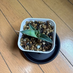 アガベ　白鯨の画像