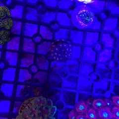 マメスナギンチャク(USAネームド)お売りします。の画像