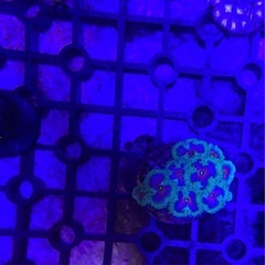 マメスナギンチャク(USAネームド)お売りします。の画像