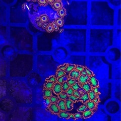 マメスナギンチャク(USAネームド)お売りします。の画像