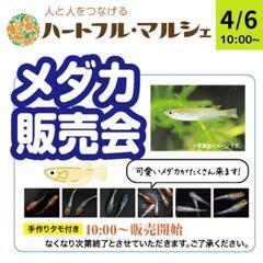 メダカ販売の画像