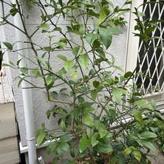 マイヤーレモン　地植えの画像