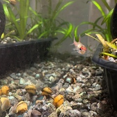 熱帯魚　淡水　カラーサザエ石巻貝　生体　お掃除係
