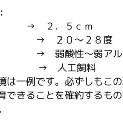 汽水 カラーサザエ石巻貝 お掃除係 生体の画像