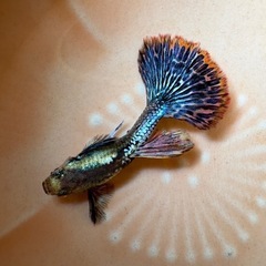 グッピーの画像