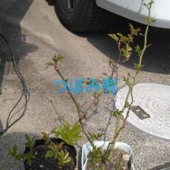 ツルミニ薔薇&モッコウ薔薇(蕾有)のセット