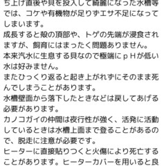 汽水 カラーサザエ石巻貝 お掃除係 生体の画像