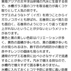 汽水 カラーサザエ石巻貝 お掃除係 生体の画像