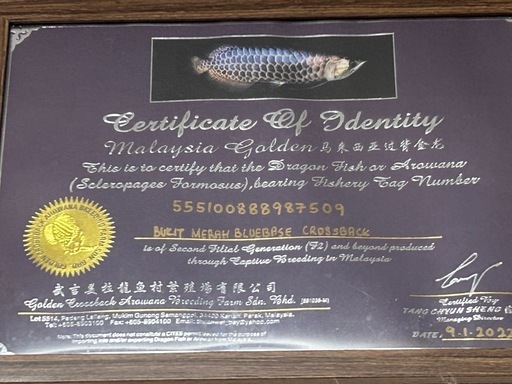 大型熱帯魚