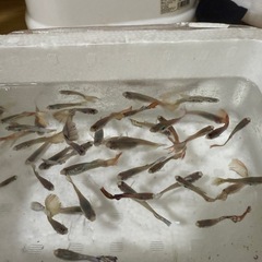 熱帯魚グッピーの画像