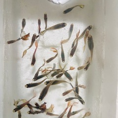 熱帯魚グッピーの画像