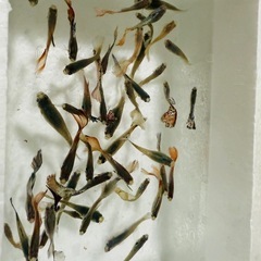 熱帯魚グッピーの画像