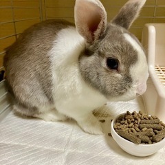 うさぎ🐰