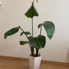 観葉植物