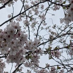 3月30日(日)：山で海と桜を見て島への砂の道を歩きに行きませんか？ - 曽於市