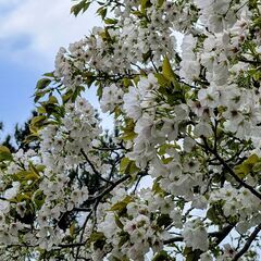 3月30日(日)：山で海と桜を見て島への砂の道を歩きに行きませんか？ - その他