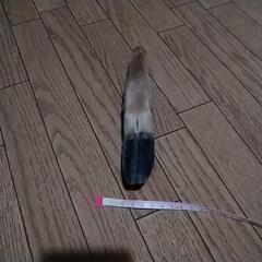 最終値下げ‼️未使用✨希少　猪の手　完全消毒済み　犬　ワンちゃん　玩具　珍しい物が好きな方などにもの画像