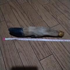 最終値下げ‼️未使用✨希少　猪の手　完全消毒済み　犬　ワン…