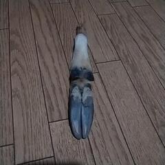 最終値下げ‼️未使用✨希少　猪の手　完全消毒済み　犬　ワンちゃん　玩具　珍しい物が好きな方などにもの画像