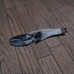 最終値下げ‼️未使用✨希少　猪の手　完全消毒済み　犬　ワンちゃん　玩具　珍しい物が好きな方などにもの画像