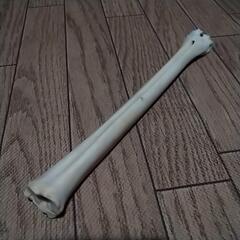 最終値下げ‼️未使用✨鹿の骨　ワンちゃんのストレス発散用のカミカミ、玩具や、珍しい物好きな方やインテリアや難しい物好きな方などの画像