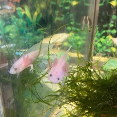 【飼いやすい】ウーパールーパーの赤ちゃん