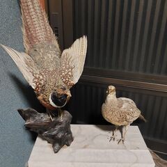 夫婦雉 連雉  めおとキジ 追加画像の画像